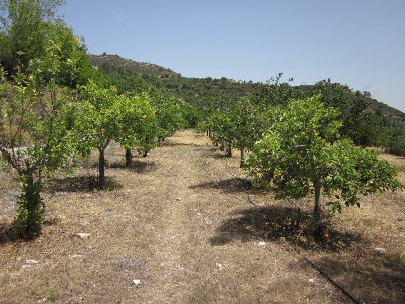 Residential Land in Lania, Troodos for sale – PP016031-S - #1