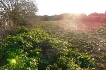 For Sale: Residential land, Polemi, Paphos, Cyprus FC-24145