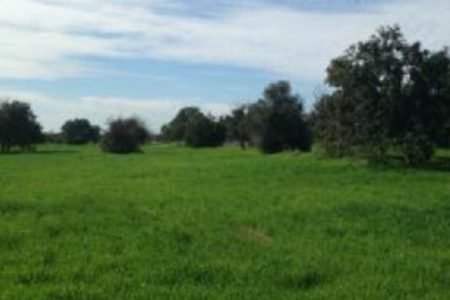 For Sale: Residential land, Mazotos, Larnaca, Cyprus FC-25921