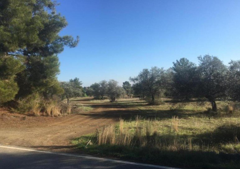For Sale: Agricultural land, Lythrodontas, Nicosia, Cyprus FC-31489 - #2 For Sale: Agricultural land, Lythrodontas, Nicosia, Cyprus FC-31489 - #2