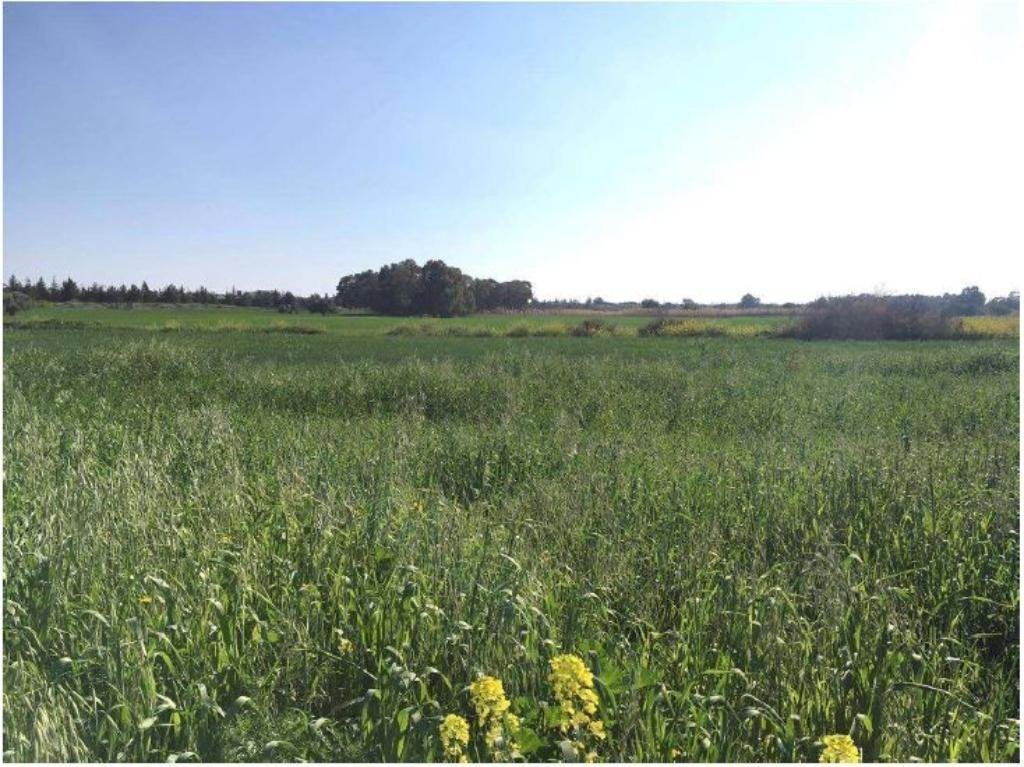 For Sale: Residential land, Pyla, Larnaca, Cyprus FC-32442 - #3