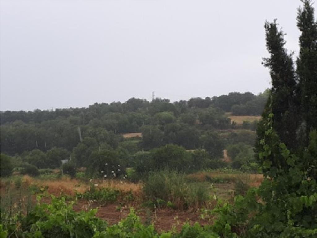 For Sale: Agricultural land, Polemi, Paphos, Cyprus FC-32941 - #4