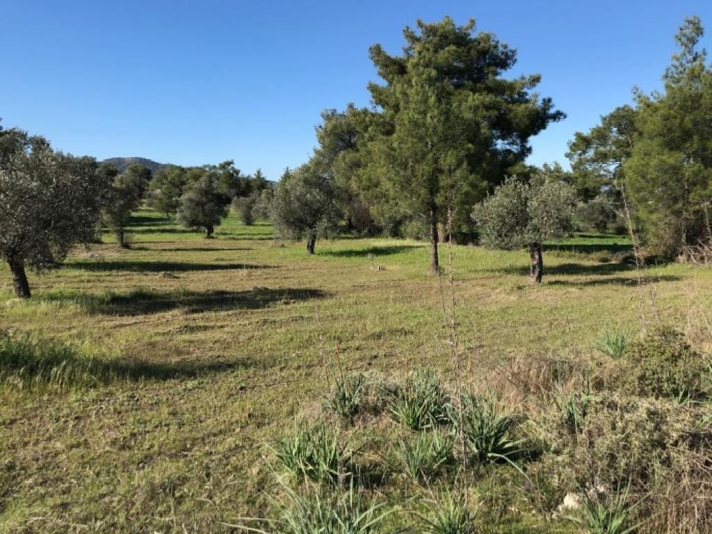 For Sale: Agricultural land, Lythrodontas, Nicosia, Cyprus FC-35329 - #3 For Sale: Agricultural land, Lythrodontas, Nicosia, Cyprus FC-35329 - #3