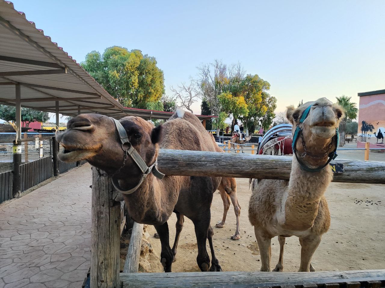 Camel Park in Cyprus: A unique journey into the world of camels, lemurs and oriental flavor