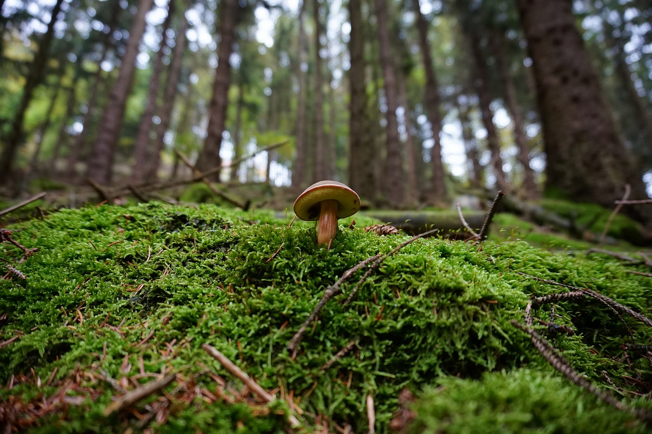 Where to Go Mushroom Picking in Cyprus?