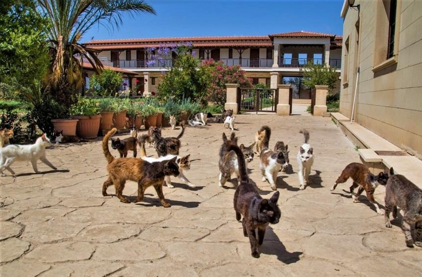 “Cat Monastery” of Saint Nicholas in Cyprus