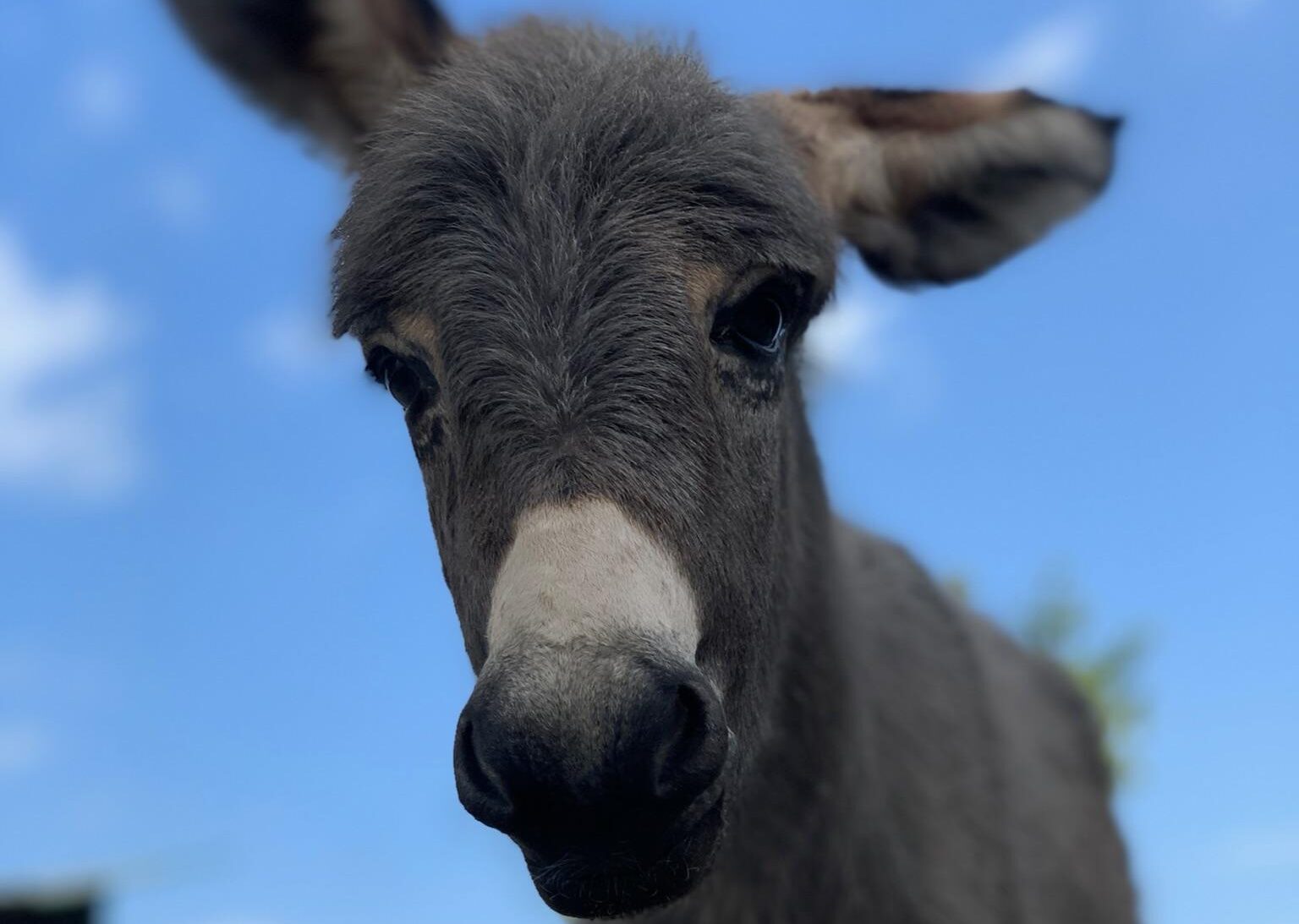 Where to Find Donkeys in Cyprus?