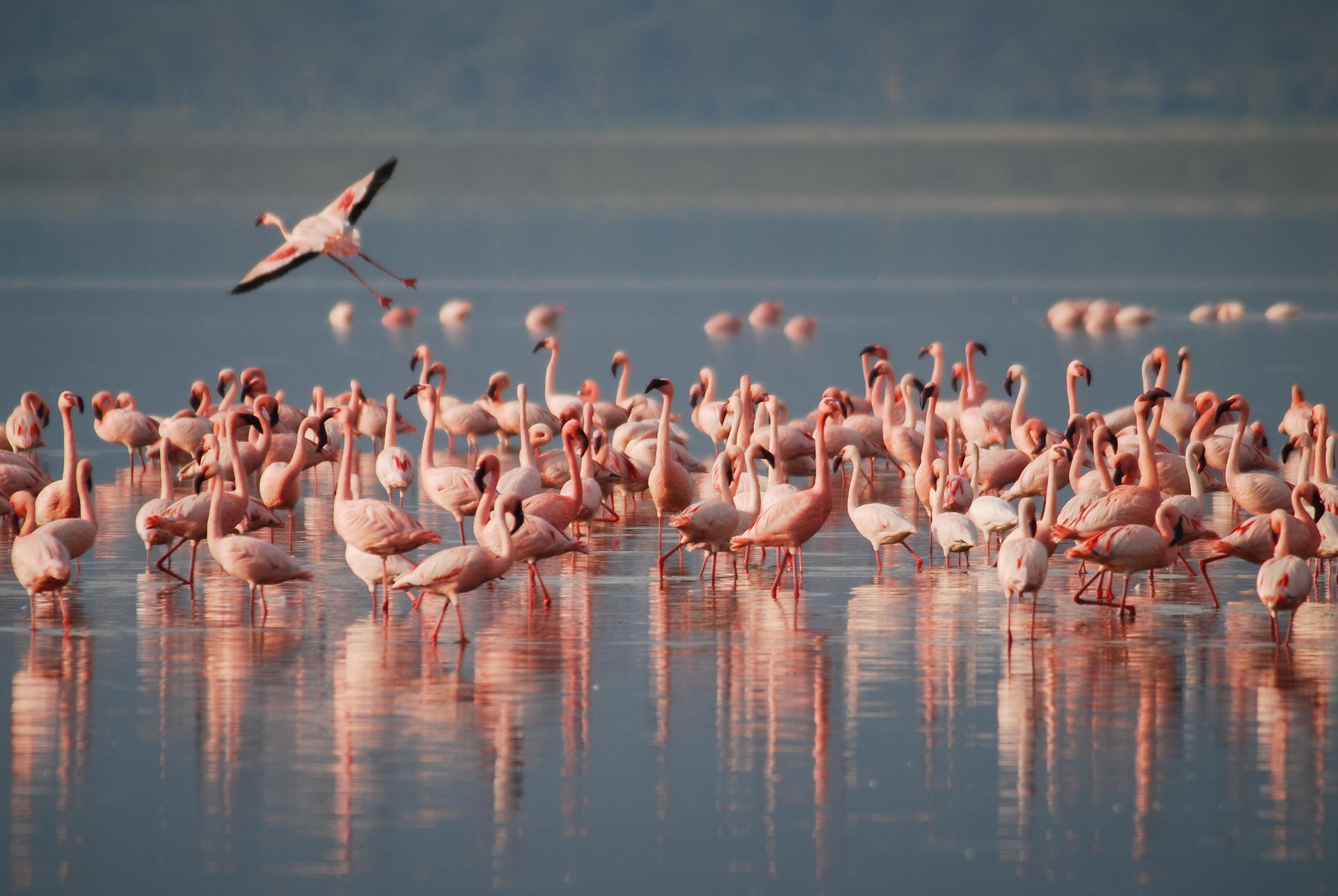 Where to See Flamingos in Cyprus?