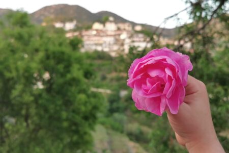 17th Agros Rose Festival: A Floral Symphony of May Days