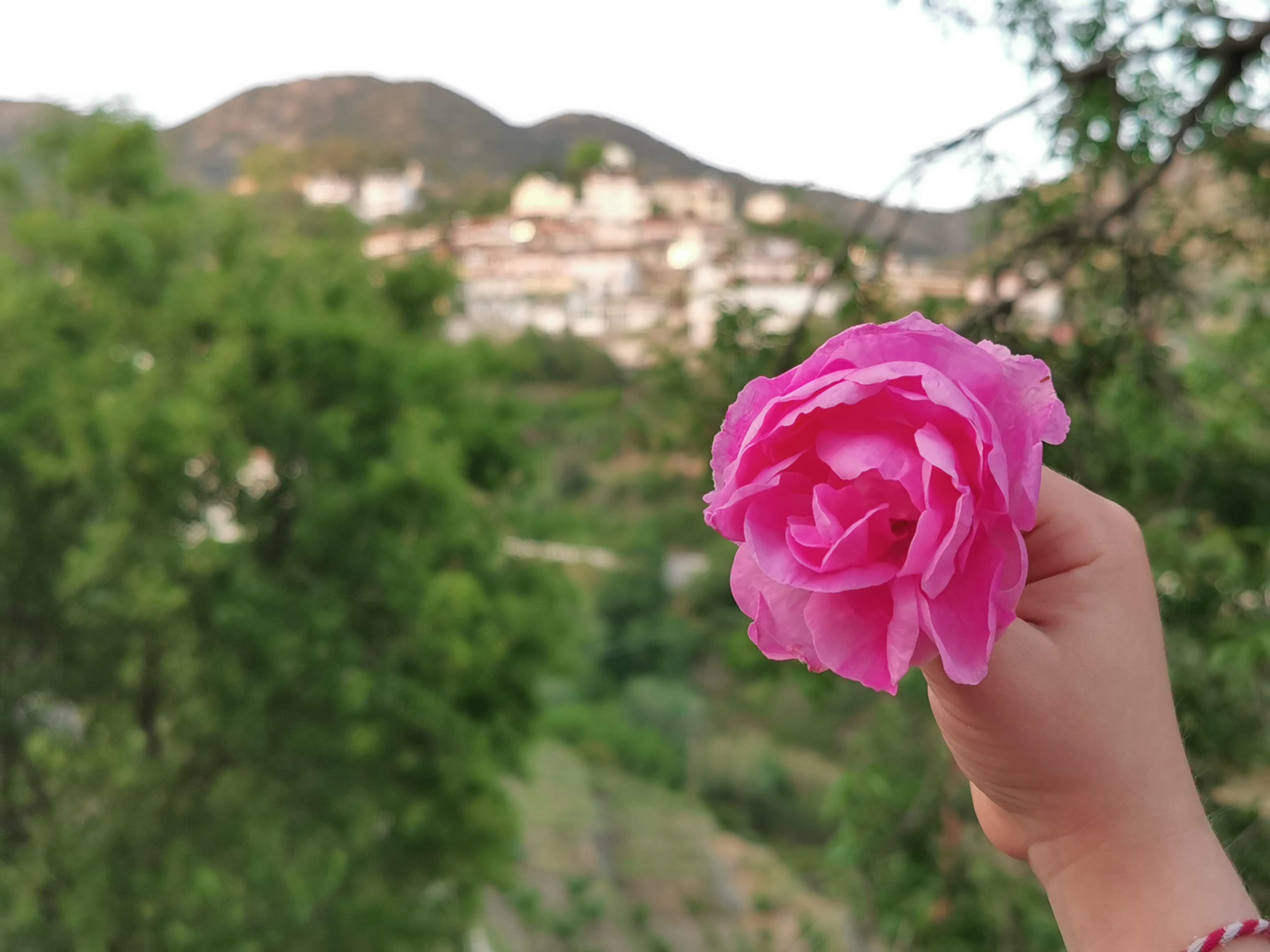 17th Agros Rose Festival: A Floral Symphony of May Days