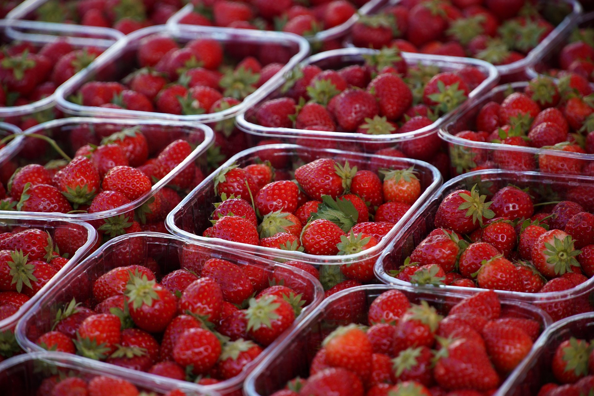 Strawberry Festival in Paralimni–Deryneia