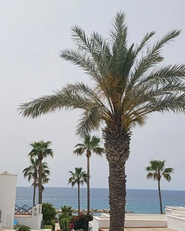 For Rent: Semi detached house, Chlorakas, Paphos, Cyprus FC-58184 - #4 For Rent: Semi detached house, Chlorakas, Paphos, Cyprus FC-58184 - #4