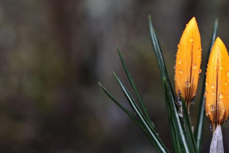 Winter Cyprus in February – tranquility, carnival and the scent of spring