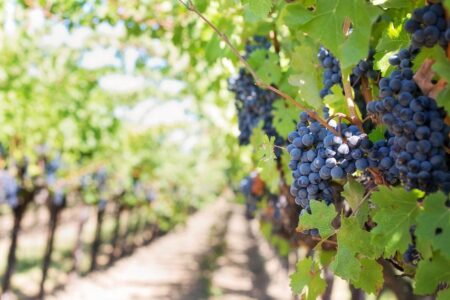 The Best Wineries in the Larnaca Region : History, Grape Varieties, and the Island’s Atmosphere