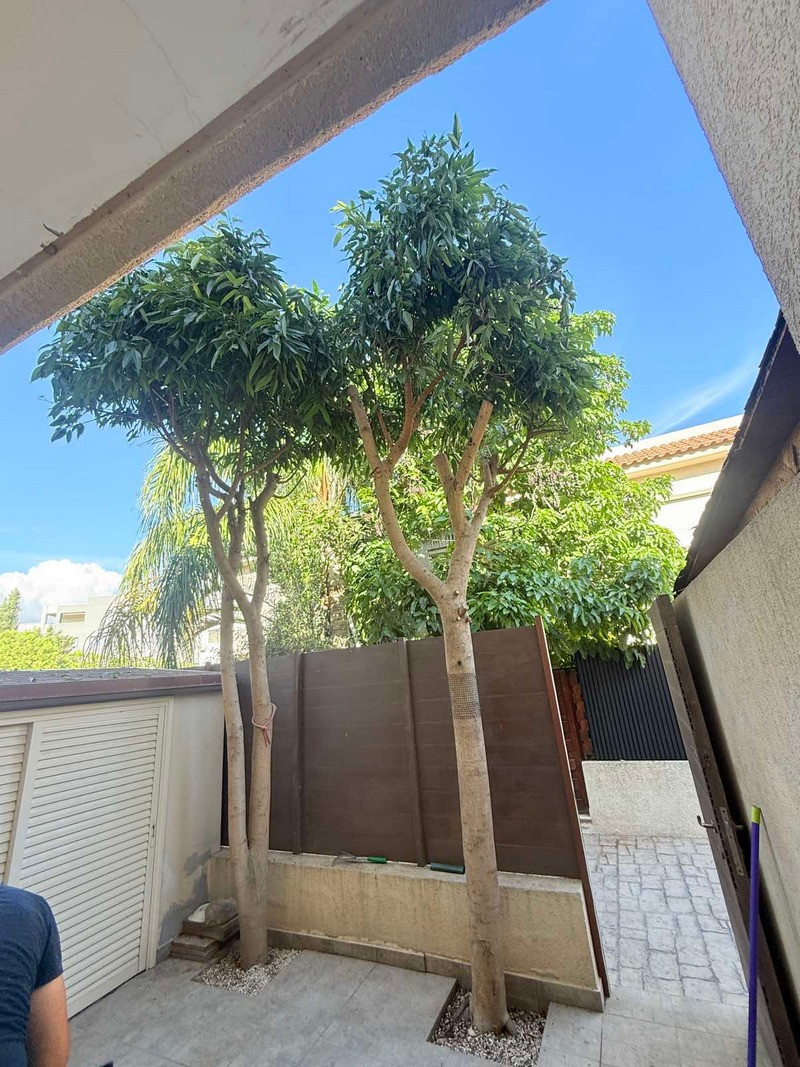 For Sale: Maisonette (Townhouse), Papas Area, Limassol, Cyprus FC-61170 - #11