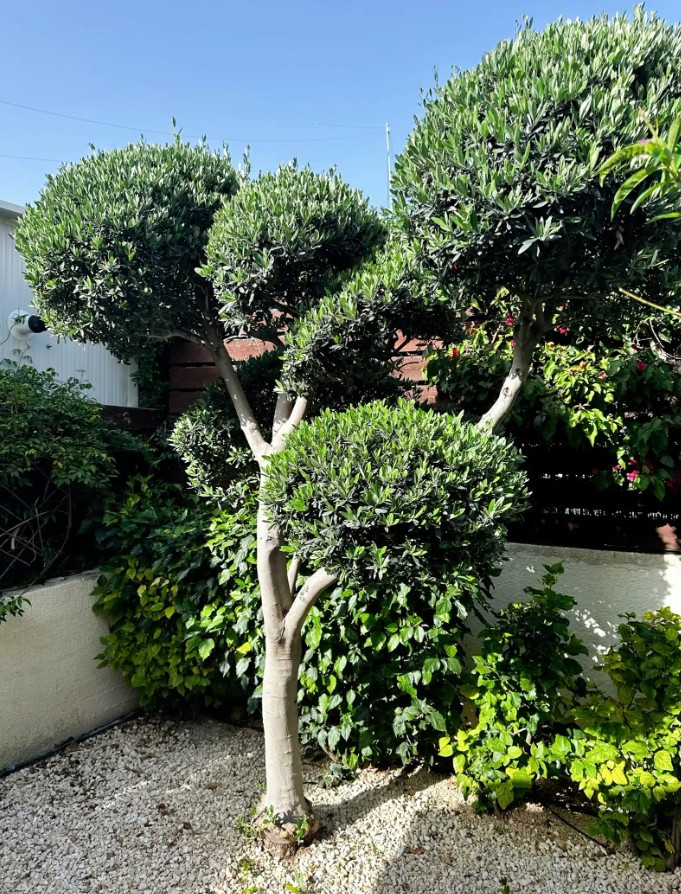 For Rent: Detached house, Pegeia, Paphos, Cyprus FC-63346 - #7