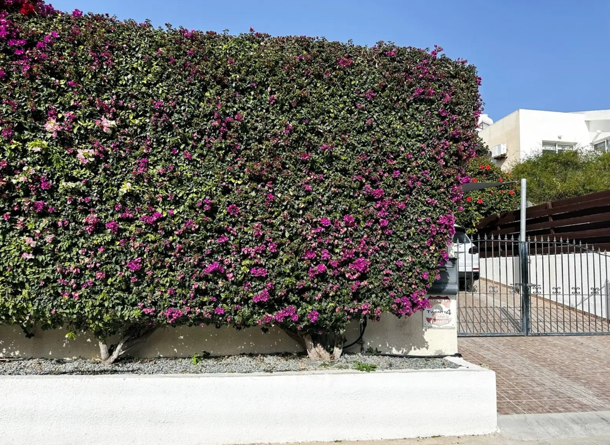 For Rent: Detached house, Pegeia, Paphos, Cyprus FC-63346 - #14